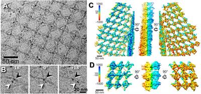 Cryo-electron tomography related radiation-damage parameters for individual-molecule 3D structure determination